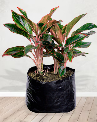 Aglaonema Aurora