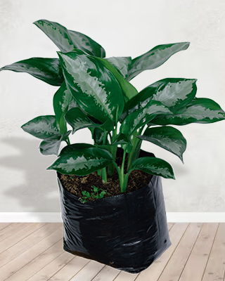 Aglaonema pattaya