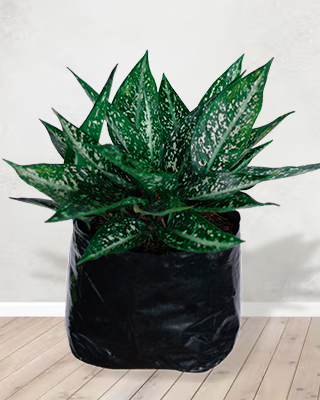 Aglaonema perdiz verde