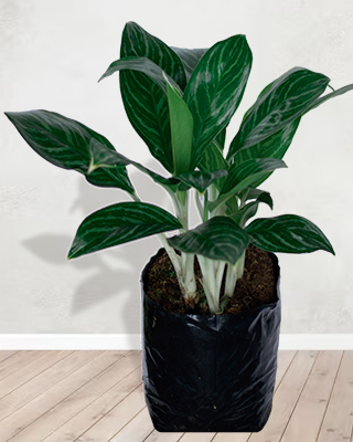 Aglaonema white
