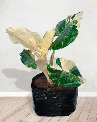 Alocasia variegada