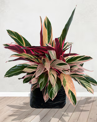 Calathea Triostar