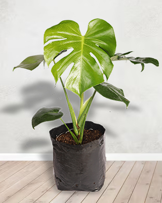 Aglaonema pattaya