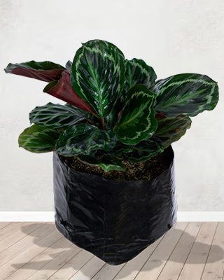 cALATHEA MEDALLON